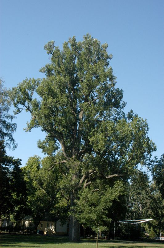 Populus nigra - Schwarzpappel