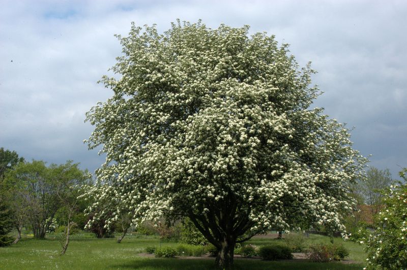 Sorbus intermedia - Schwedische Mehlbeere