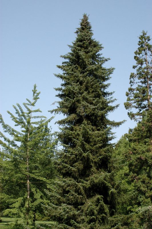 Picea omorika - Serbische Fichte