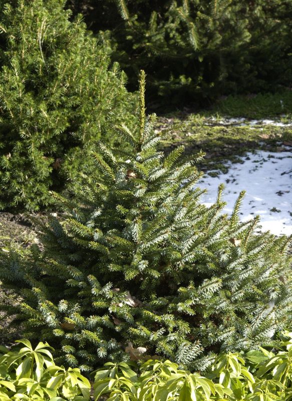Picea omorika 'Nana' - Serbische Kegelfichte
