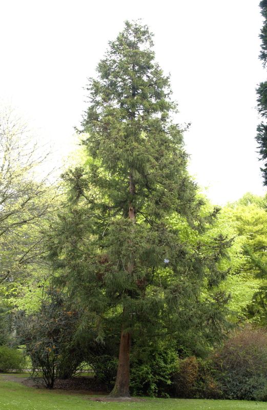 Cryptomeria japonica - Sicheltanne