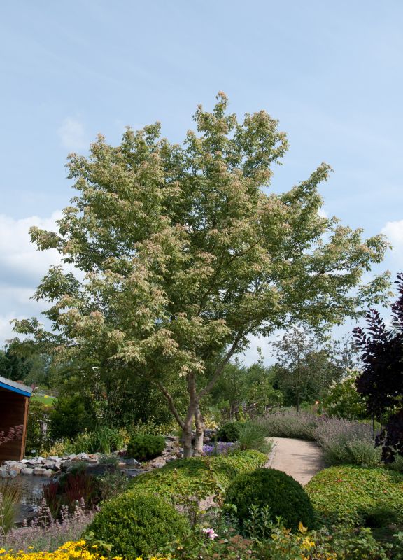 Acer negundo 'Variegatum' - Silberbunter Eschenahorn