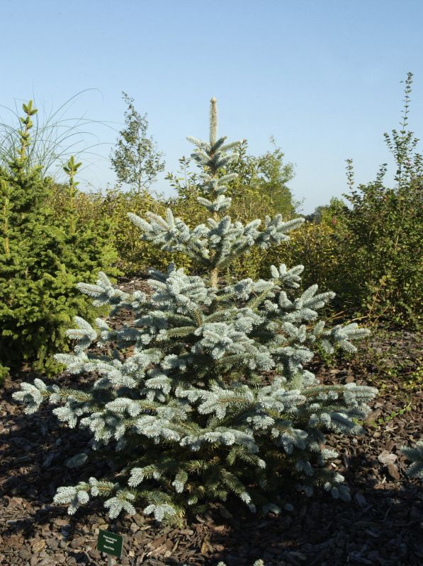 Picea pungens 'Hoopsii' - Silberfichte 'Hoopsii'