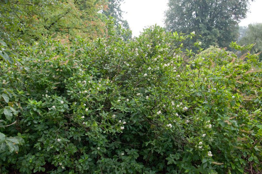 Clethra alnifolia - Silberkerzenstrauch alnifolia