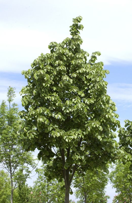 Tilia tomentosa 'Brabant' - Silberlinde 'Brabant'