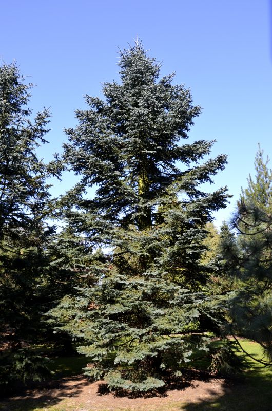 Abies procera 'Glauca' hoch gewachsen - Silbertanne 'Glauca' hoch gewachsen