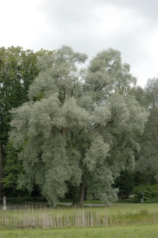 Salix alba - Silberweide