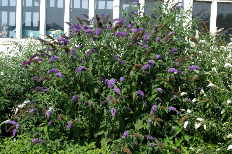 Buddleja 'Kalypso' - Sommerflieder 'Kalypso'