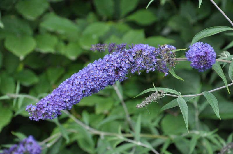 Buddleja davidii 'Nanho Blue' - Sommerflieder 'Nanho Blue'