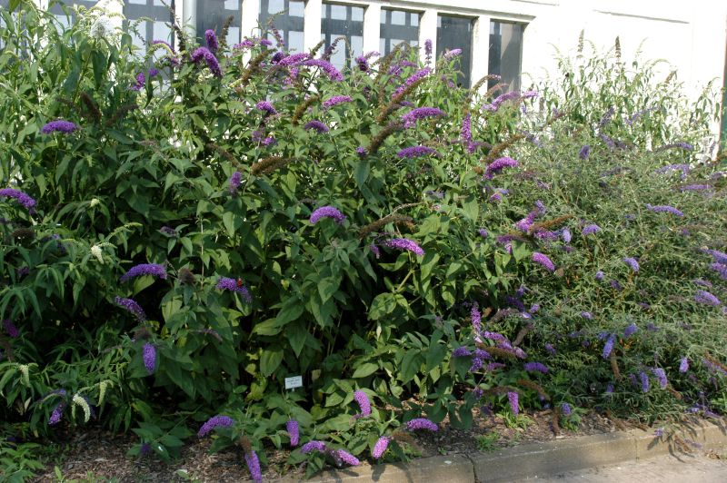 Buddleja 'Niobe' - Sommerflieder 'Niobe'
