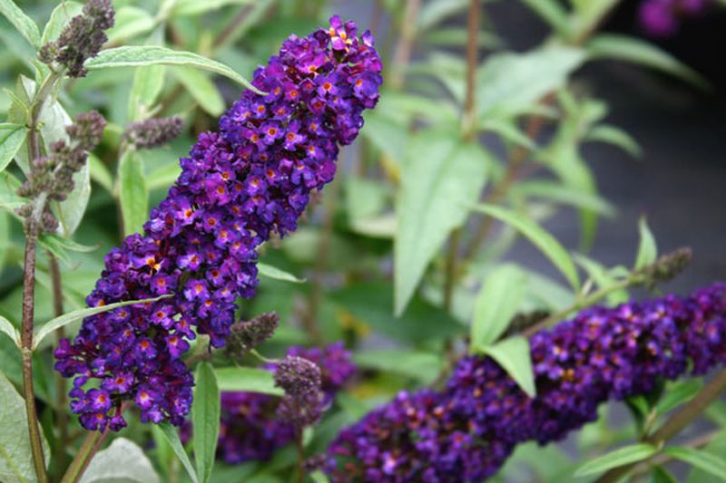 Buddleja davidii 'Black Knight' - Sommerflieder / Schmetterlingsflieder 'Black Knight'