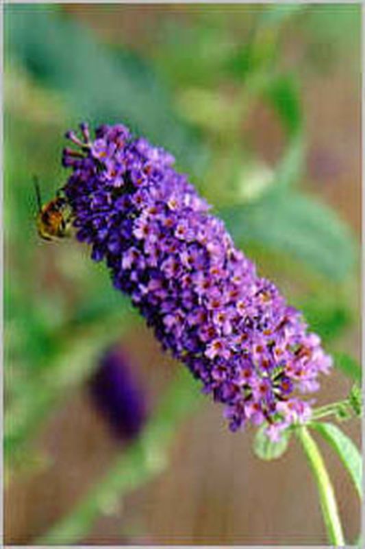 Buddleja 'Cardinal' - Sommerflieder / Schmetterlingsflieder 'Cardinal'