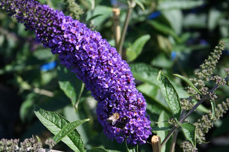 Buddleja davidii 'Empire Blue' - Sommerflieder / Schmetterlingsflieder 'Empire Blue'