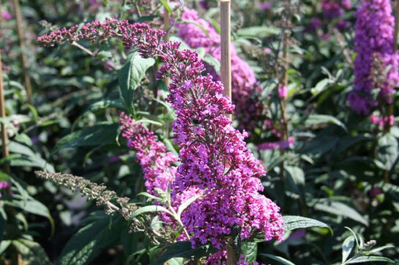 Buddleja davidii 'Pink Delight' - Sommerflieder / Schmetterlingsflieder 'Pink Delight'
