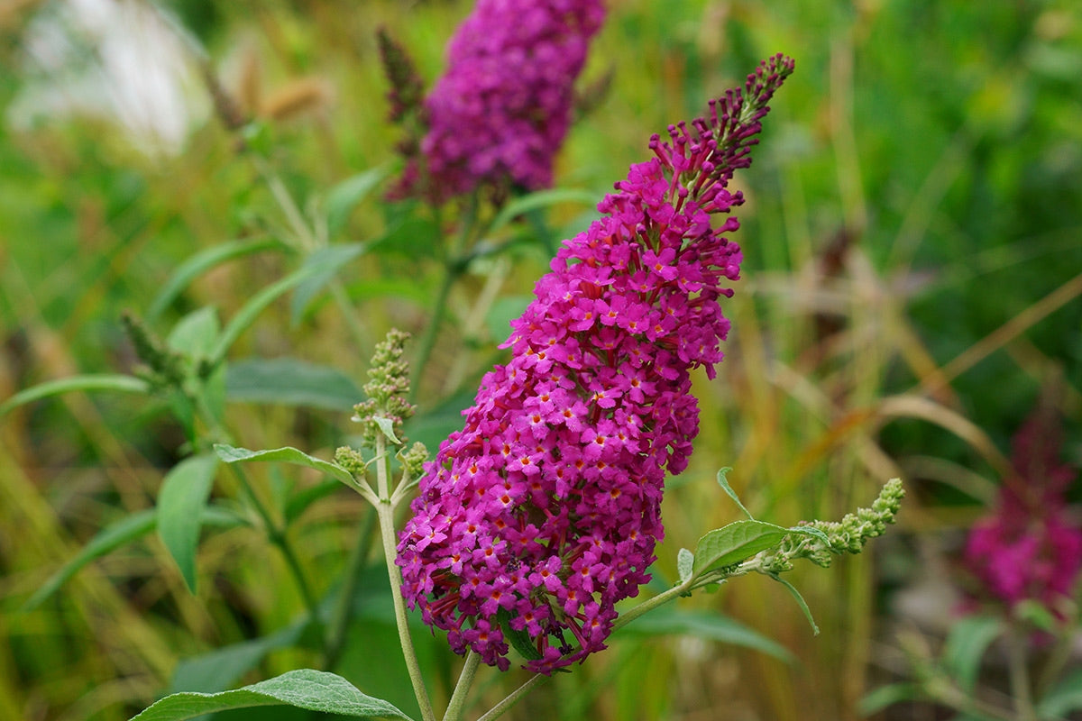 Buddleja davidii 'Royal Red' - Sommerflieder / Schmetterlingsflieder 'Royal Red'