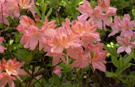 Rhododendron mol.'Apple Blossom' - Sommergrüne Azalee 'Apple Blossom'