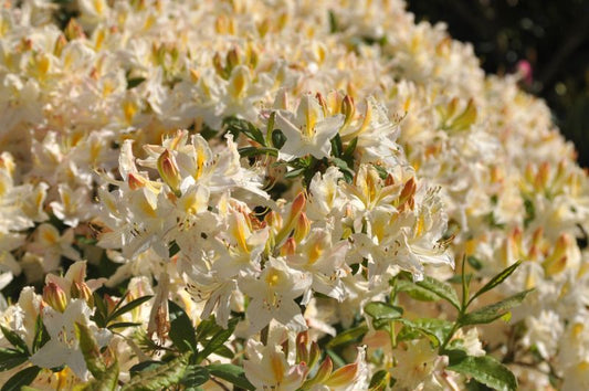Rhododendron lut.'Daviesii' - Sommergrüne Azalee 'Daviesii'