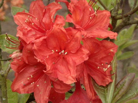 Rhododendron luteum 'Feuerwerk' - Sommergrüne Azalee 'Feuerwerk'