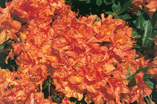 Rhododendron luteum 'Friedrich Wöhler' - Sommergrüne Azalee 'Friedrich Wöhler'