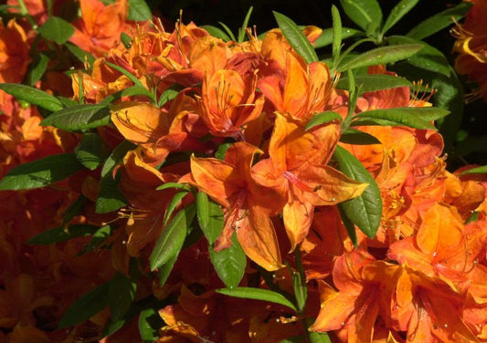 Rhododendron lut.'Golden Eagle' - Sommergrüne Azalee 'Golden Eagle'