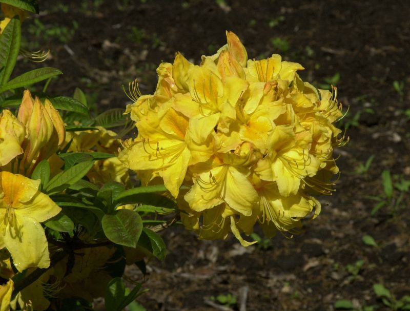 Rhododendron lut.'Golden Sunset' - Sommergrüne Azalee 'Golden Sunset'