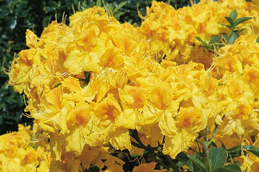 Rhododendron luteum 'Goldpracht' - Sommergrüne Azalee 'Goldpracht'