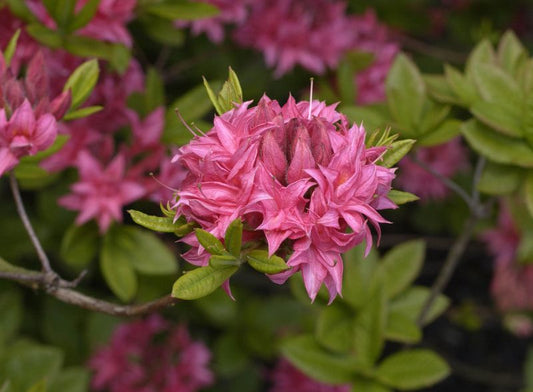 Rhododendron luteum 'Homebush' - Sommergrüne Azalee 'Homebush'