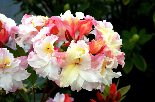 Rhododendron luteum 'Jack A.Sand' - Sommergrüne Azalee 'Jack A.Sand'
