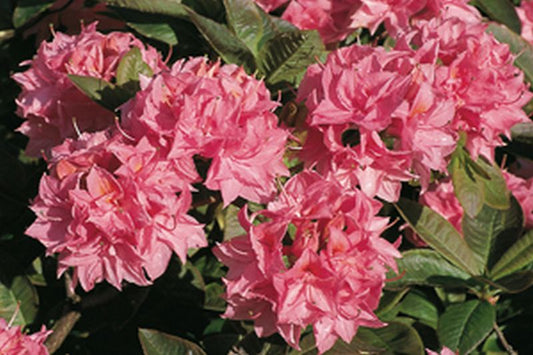 Rhododendron luteum 'Kilian' - Sommergrüne Azalee 'Kilian'