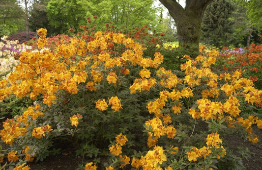 Rhododendron luteum 'Klondyke' - Sommergrüne Azalee 'Klondyke'