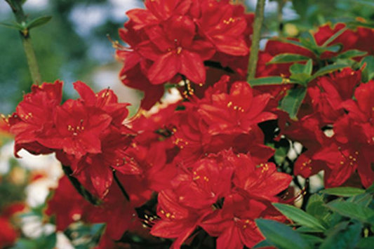 Rhododendron luteum 'Nabucco' - Sommergrüne Azalee 'Nabucco'