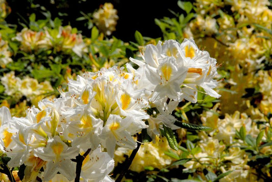 Rhododendron lut.'Persil' - Sommergrüne Azalee 'Persil'