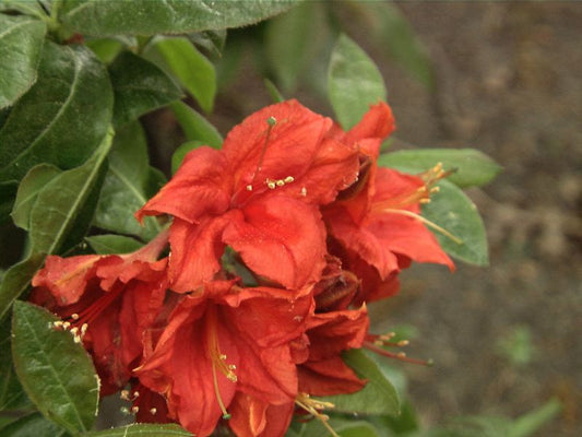 Rhododendron lut.'Royal Command' - Sommergrüne Azalee 'Royal Command'