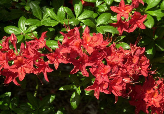 Rhododendron lut.'Satan' - Sommergrüne Azalee 'Satan'
