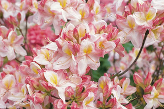 Rhododendron luteum 'Satomi' - Sommergrüne Azalee 'Satomi'