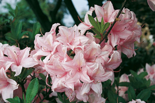 Rhododendron luteum 'Soir de Paris' - Sommergrüne Azalee 'Soir de Paris'
