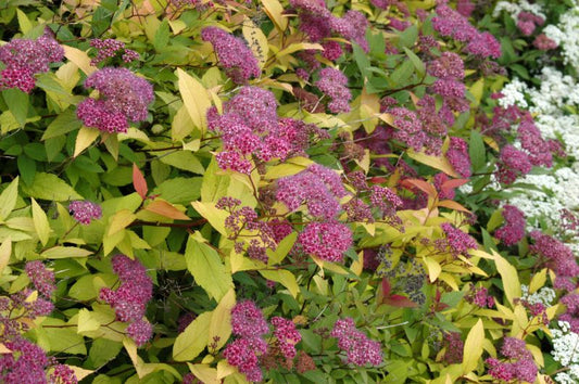 Spiraea japonica 'Goldflame' - Sommerspiere 'Goldflame'