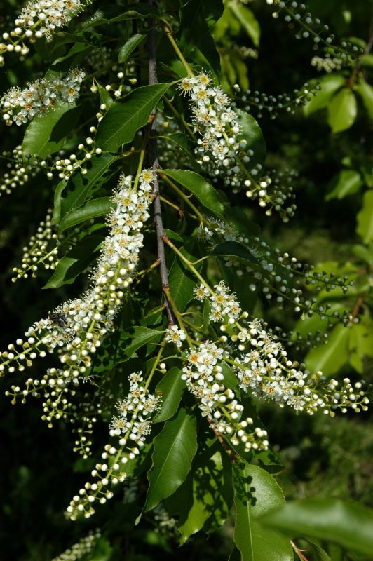 Prunus serotina CAC - Spätblühende Traubenkirsche