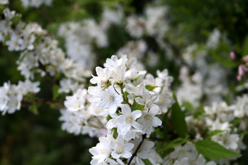 Exochorda racemosa - Sparrige Prunkspiere