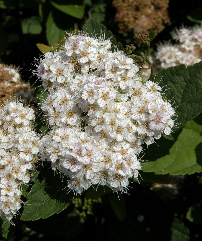 Spiraea fritschiana - Spierstrauch fritschiana