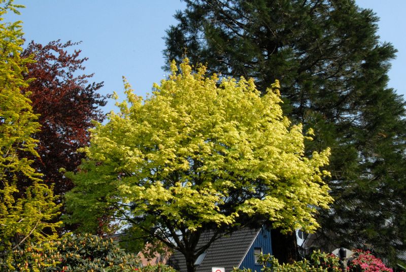 Acer platanoides 'Drummondii' - Spitzahorn 'Drummondii'