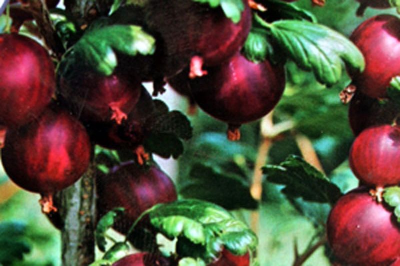 Ribes uva-crispa 'Hinnonmäki rot' CAC - Stachelbeere 'Hinnonmäki rot'