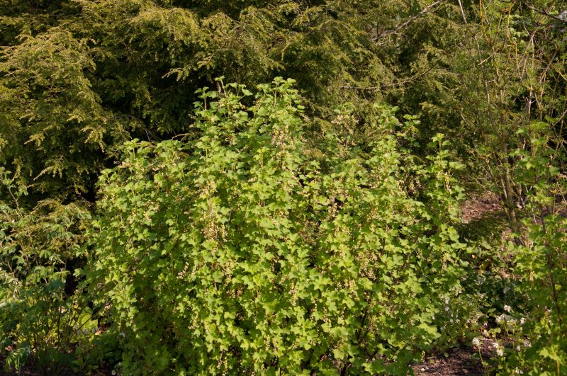 Ribes uva-crispa 'Hinnonmäki rot' zert.vf - Stachelbeere 'Hinnonmäki rot'