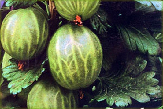 Ribes uva-crispa 'Invicta' CAC - Stachelbeere 'Invicta'
