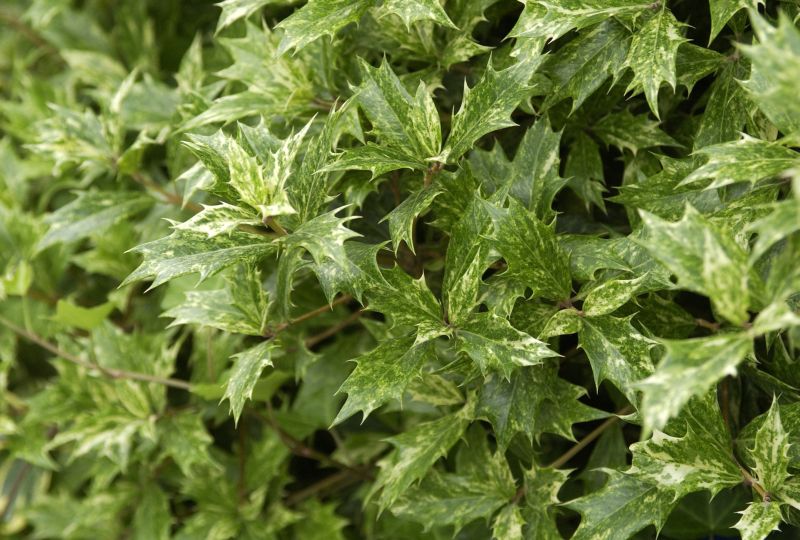 Osmanthus heterophyllus 'Variegatus' - Stachelblättrige Duftblüte 'Variegatus'