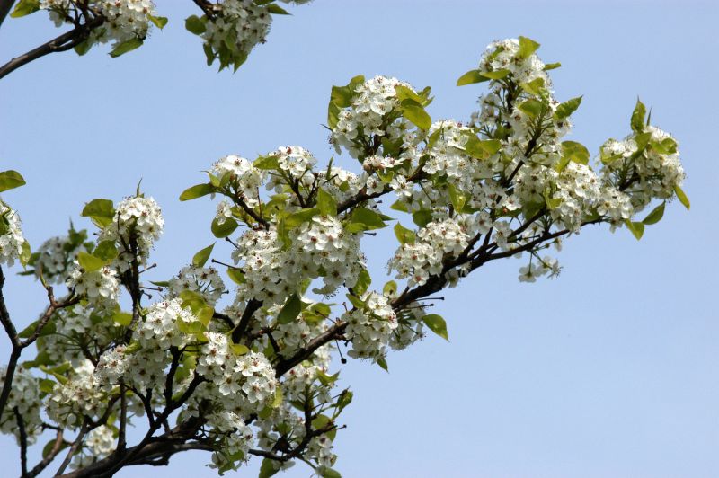 Pyrus calleryana 'Chanticleer' CAC - Stadtbirne 'Chanticleer'