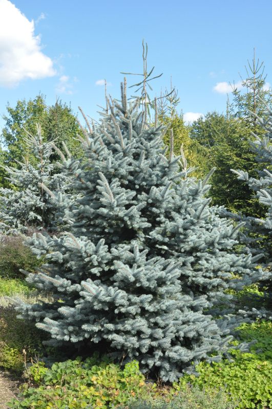Picea pungens 'Oldenburg' ® - Stechfichte 'Oldenburg' ®