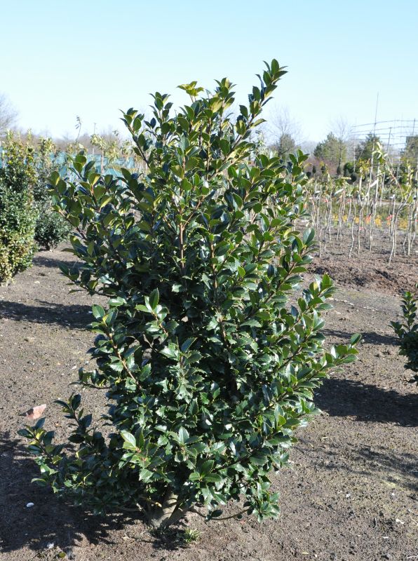 Ilex meserveae 'Heckenfee' ® - Stechpalme 'Heckenfee' ®