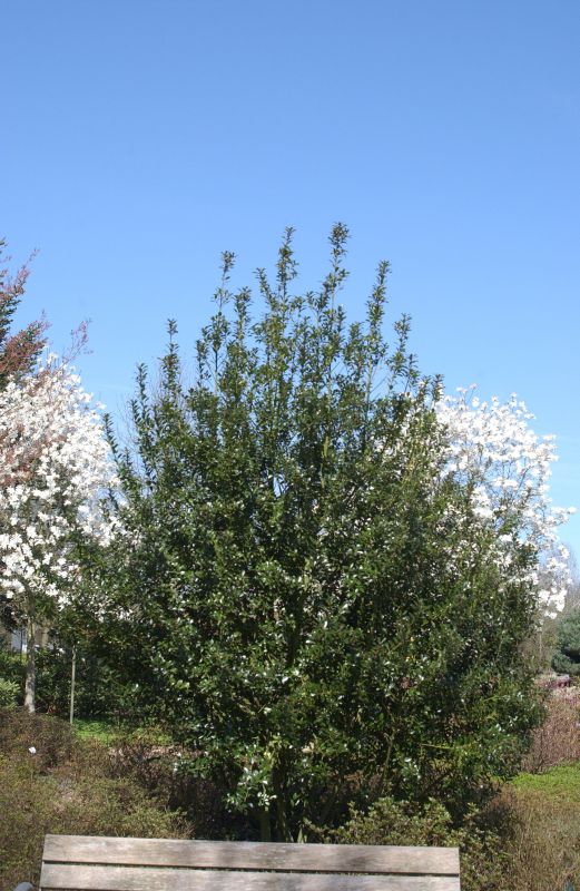 Ilex meserveae 'Heckenpracht' -S- - Stechpalme 'Heckenpracht' -S-