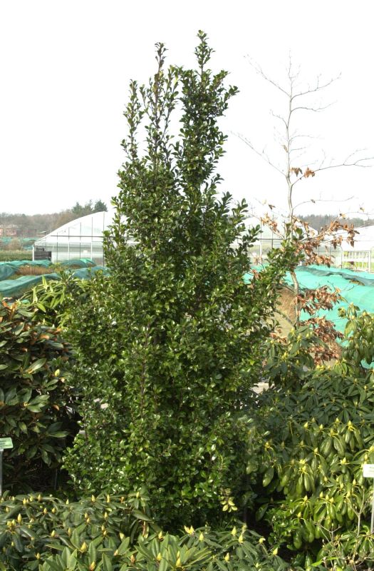 Ilex meserveae 'Heckenstar' -S- - Stechpalme 'Heckenstar' -S-